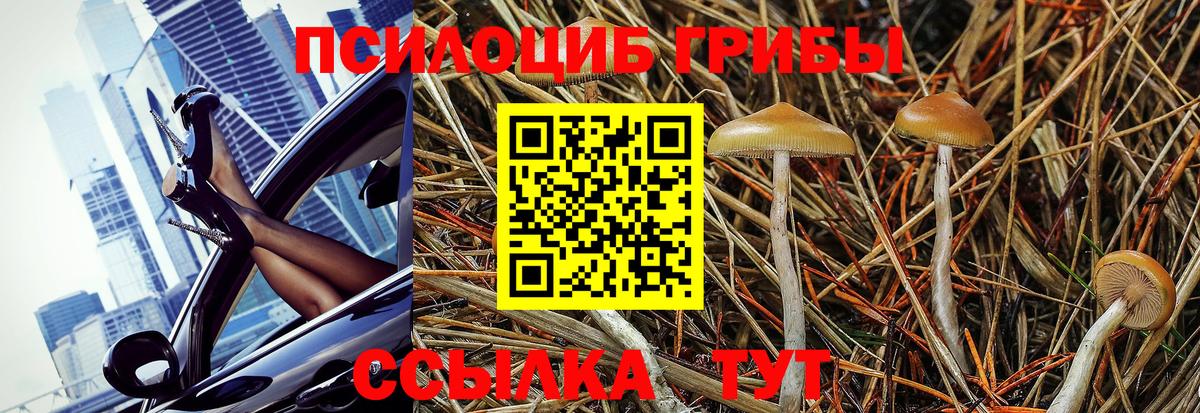 цена   Вход с VPN  Сердобск  Псилоцибиновые грибы GOLDEN TEACHER  Псилоцибиновые грибы GOLDEN TEACHER 